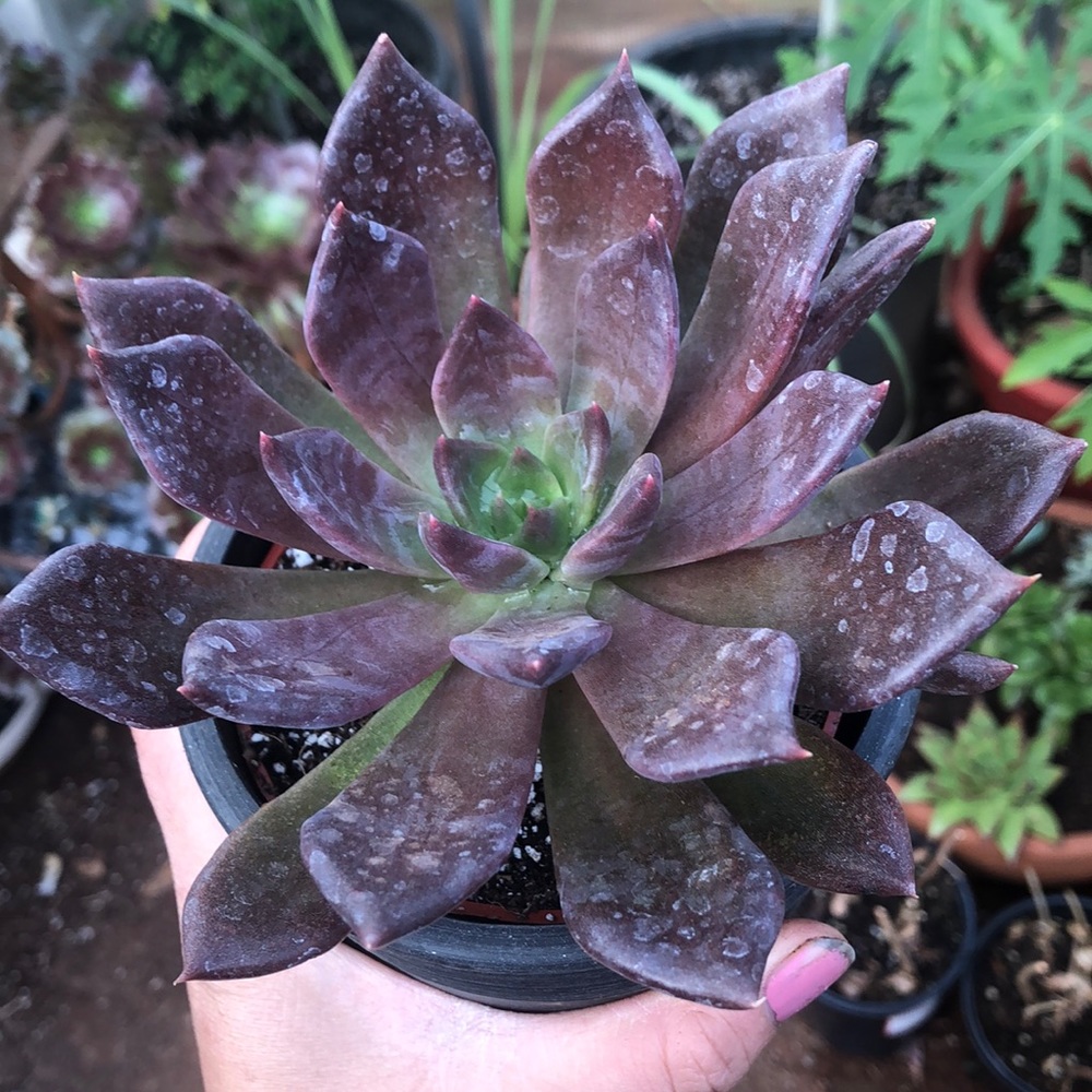 Black prince succulent